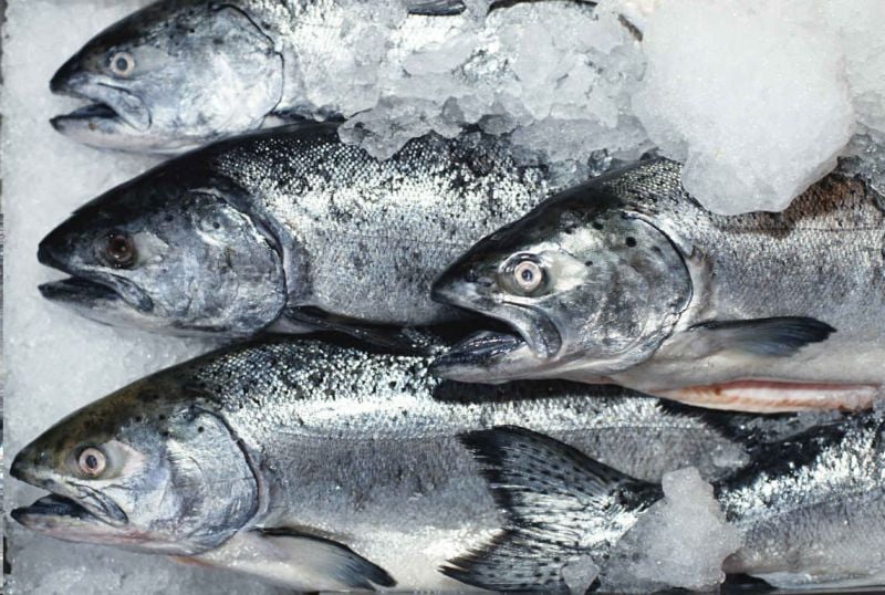 Перевозка рыбы, правила перевозки замороженной рыбы